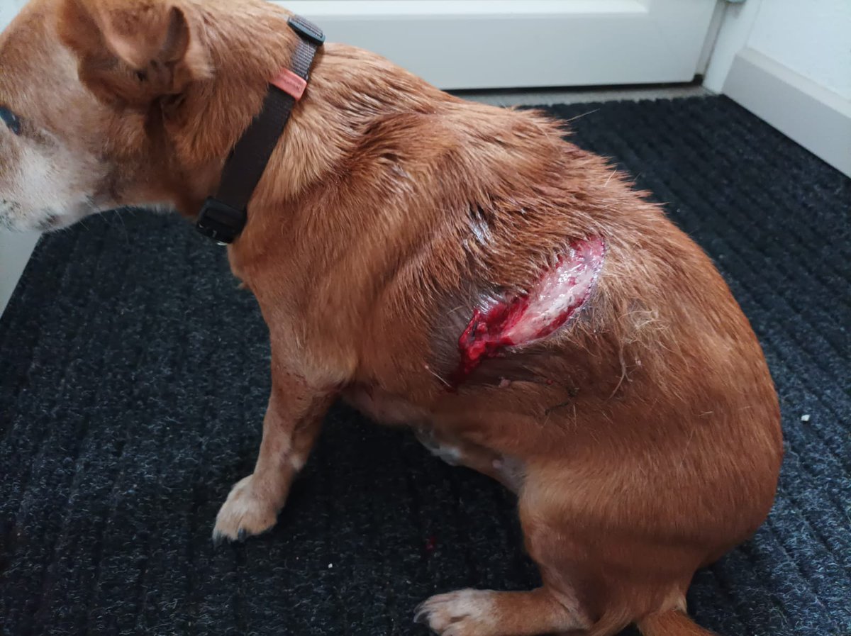 Hond van mijn broertje vandaag gegrepen door een loslopende wolfshond. Helaas heeft de dierenarts hem moeten laten inslapen😢 houd verdomme je honden aangelijnd!