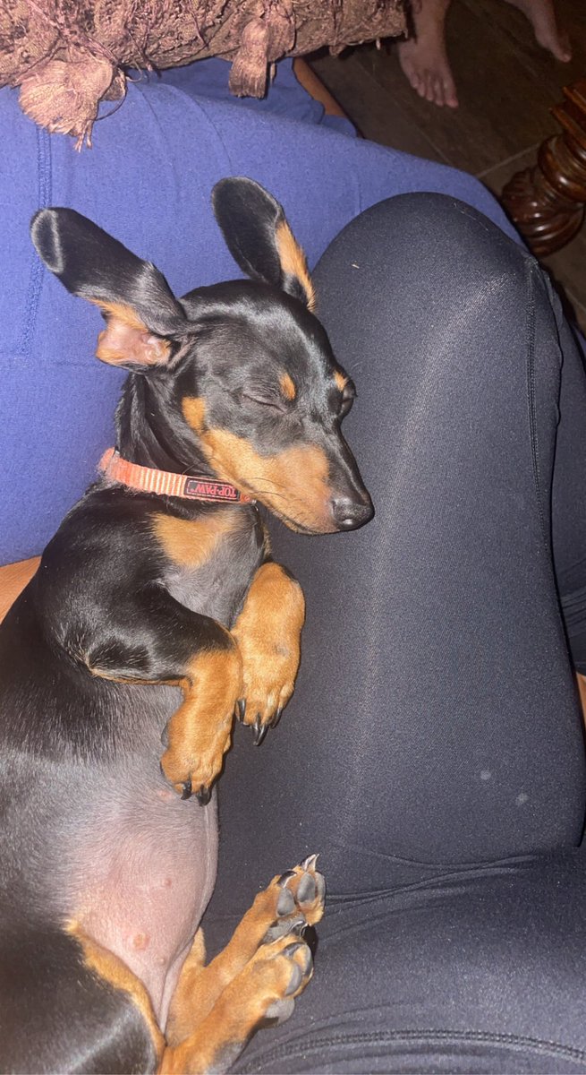 KariSully's tweet photo. Let’s bring my baby back!! Socials help a sis 😭 Khali, 6 months old!!! And she does have a hurt paw and hip!! REWARD FOR FOUNDER🙏🏽 https://t.co/GtCvThJl6O