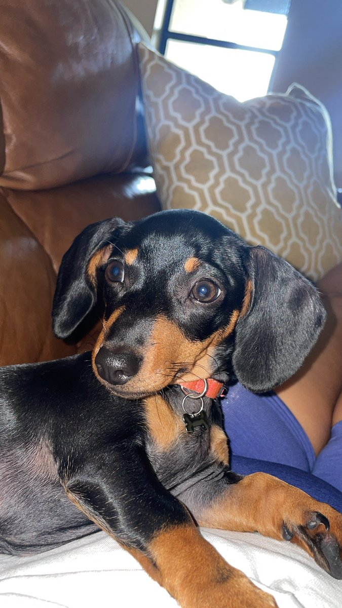 KariSully's tweet photo. Let’s bring my baby back!! Socials help a sis 😭 Khali, 6 months old!!! And she does have a hurt paw and hip!! REWARD FOR FOUNDER🙏🏽 https://t.co/GtCvThJl6O