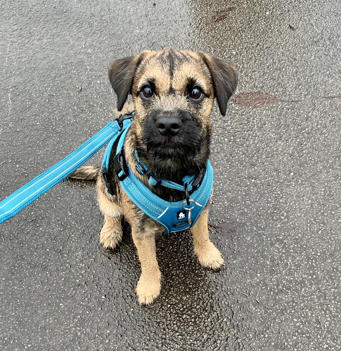 Wearing her new gear @SuperPetMarket We did a little off lead today too… she smashed it! And she rocked her new gear. Honestly, I couldn’t love this little madam anymore 🥰 <a href="/BTWelfare/">Border Terrier Welfare</a> <a href="/BTposse/">Border Terrier Posse</a> #borderterriersoftwitter #beautifulgirl