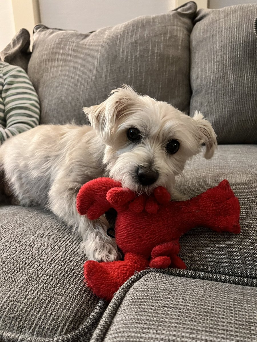 Lori Marenda-Lang 🇺🇦❤️🟧 🟦 tweet media