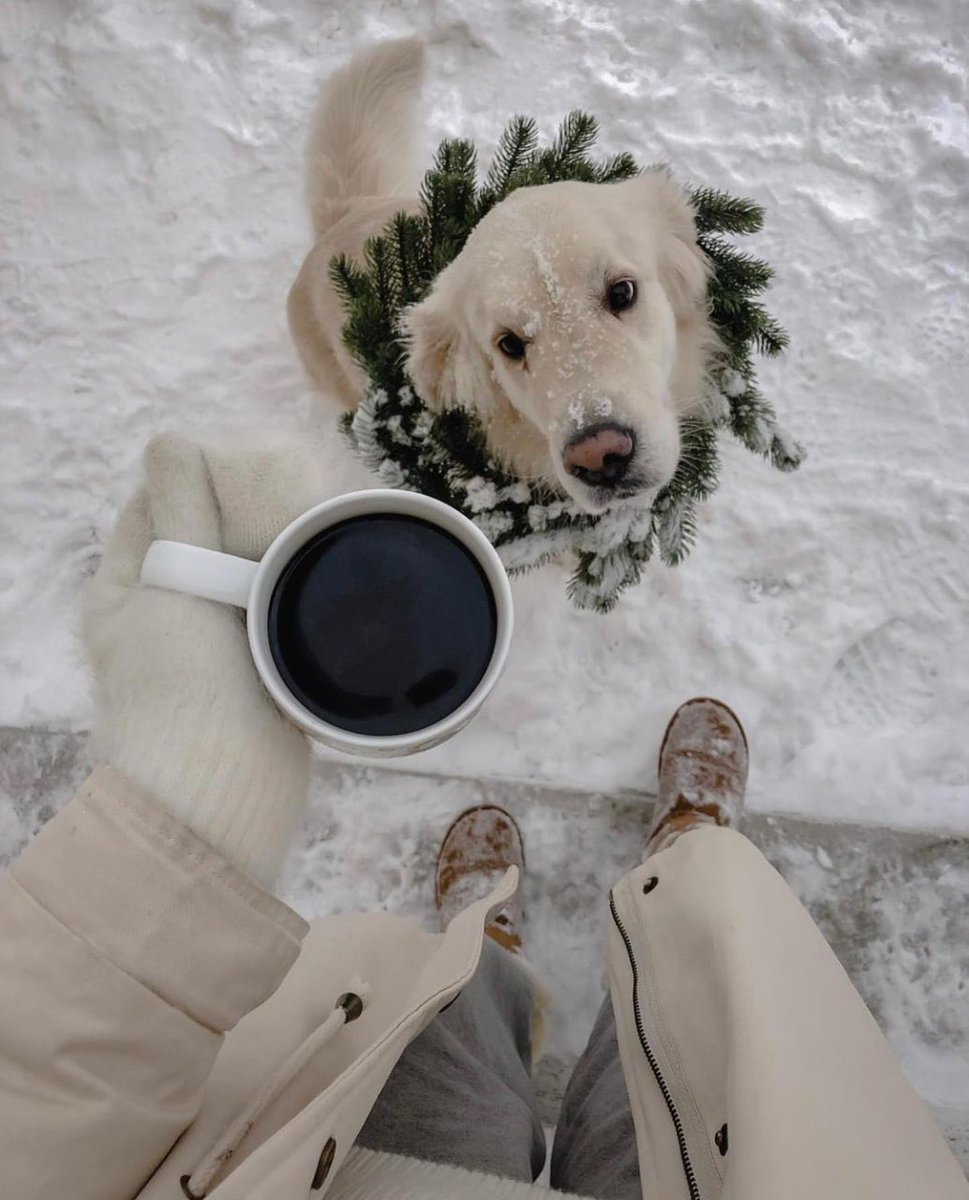 ChloeFeng18's tweet photo. The picture I saved because it was pretty and cute ʕ•ᴥ•ʔ♡︎
Happy Christmas everyone https://t.co/lVpHJZ4wIK
