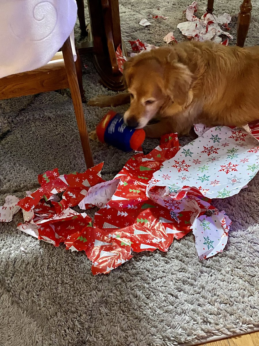FinleyGolden's tweet photo. Yes, it was a #MerryChristmas to ME!  #RippingPaper #GoldenRetrievers https://t.co/legICk2GNr