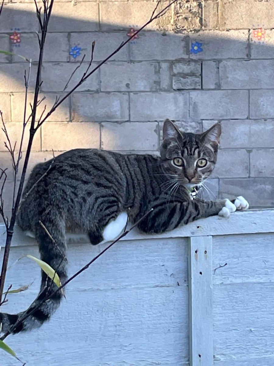 Facebook post of missing cat! Please look out and RT <a href="/ForpLeeds/">Friends of Roundhay Park</a> <a href="/KittyCallerCA/">TheKittyCaller</a> <a href="/WhiteCrossVets/">White Cross Vets</a> <a href="/Roundhaytennis/">Roundhay Tennis Club</a> <a href="/roundhayparkrun/">Roundhay parkrun</a> <a href="/PeopleofLeeds/">People of Leeds</a> <a href="/philiphowardbks/">Philip Howard</a>