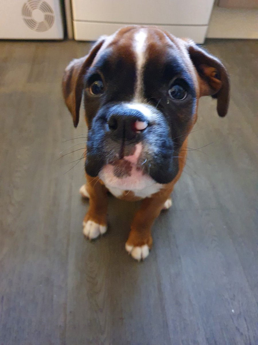 VickyPi58840741's tweet image. Cutie pie ❤