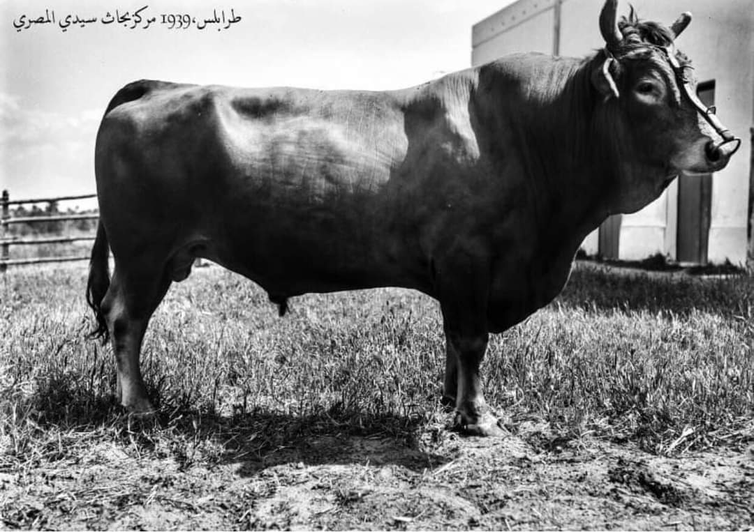 nuredin99's tweet photo. طرابلس 1939 مركز  بحوث سيدي المصري https://t.co/4HhMmpWK2F