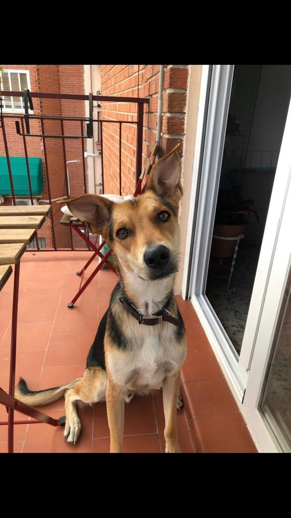 lordeftherings's tweet photo. Hola! Este es Koda. Necesita una nueva casa. Es un perrito muy simpático. Si queréis más información, decidme y os doy el contacto de su actual dueña. 

Ojalá podáis difundir 🙏 https://t.co/O0vtR43Qwq