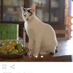猫の里親募集を見てたら、「綾野剛似」と書かれた猫ちゃんがいた!w
