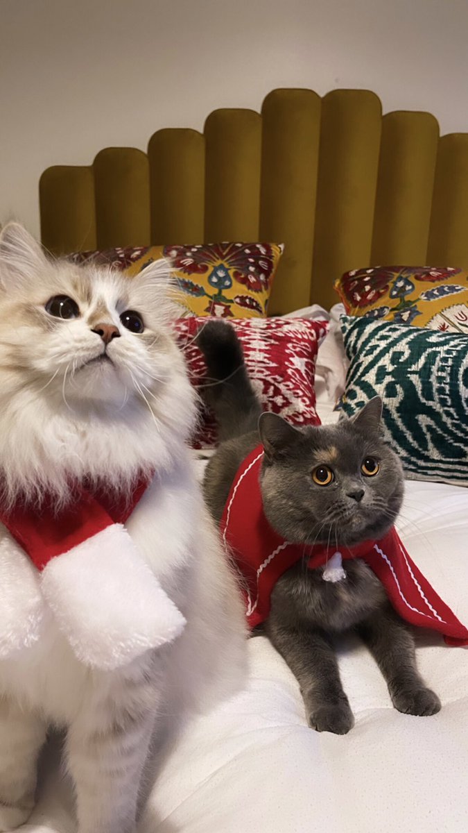 MEOWY CATMAS🎄🎅🏼