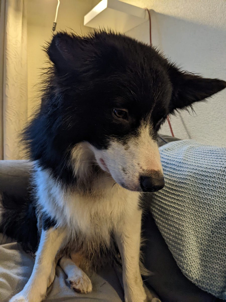 macdougall_mr's tweet photo. I hate fireworks, they scare me a lot. Those loud bangs outside make me freak out. Any tips to help? And it is not even new year yet 😬😬😬😬, love you, 🐕🐶😘Archie https://t.co/uDAnDtDSCg