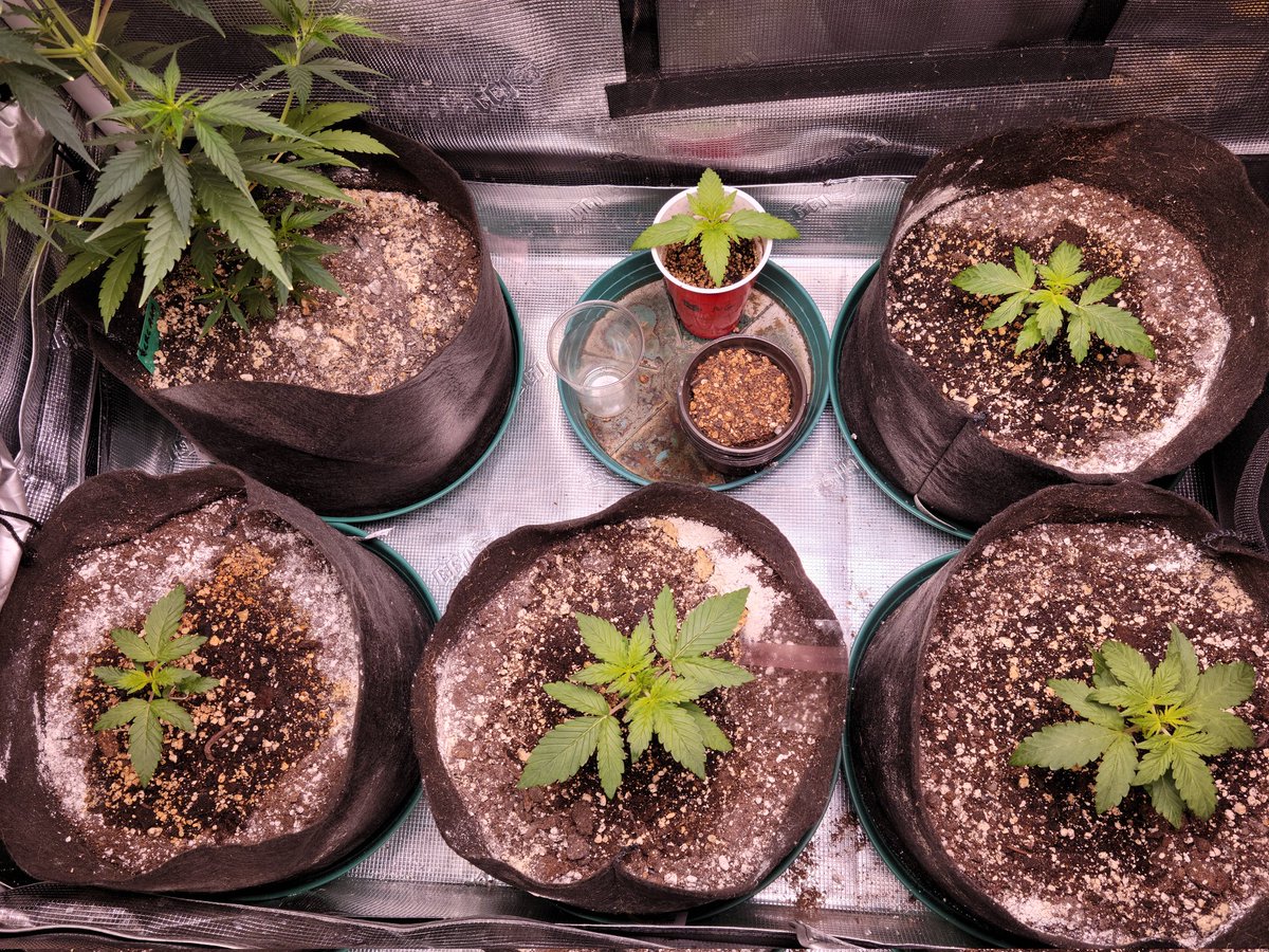 Valentines day project taking off, these 2 pictures are 4 days apart,  Growing organic 19 days old.  #growyourown #Mmemberville #organic #organiccannabis #growth #takingoff #Nice #autos
