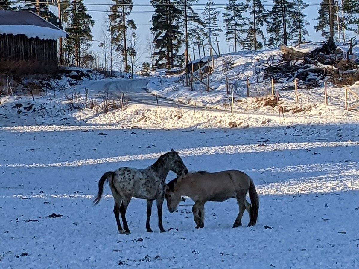 animesh1977's tweet photo. Pippi's horse cuddling Norwegian #fjording, classic @chevrolet fire truck, petrol pump, some random sightings from probably a trypical village in Norway 🤪 #nakkerud @visitnorway https://t.co/OsPnxgY0pe