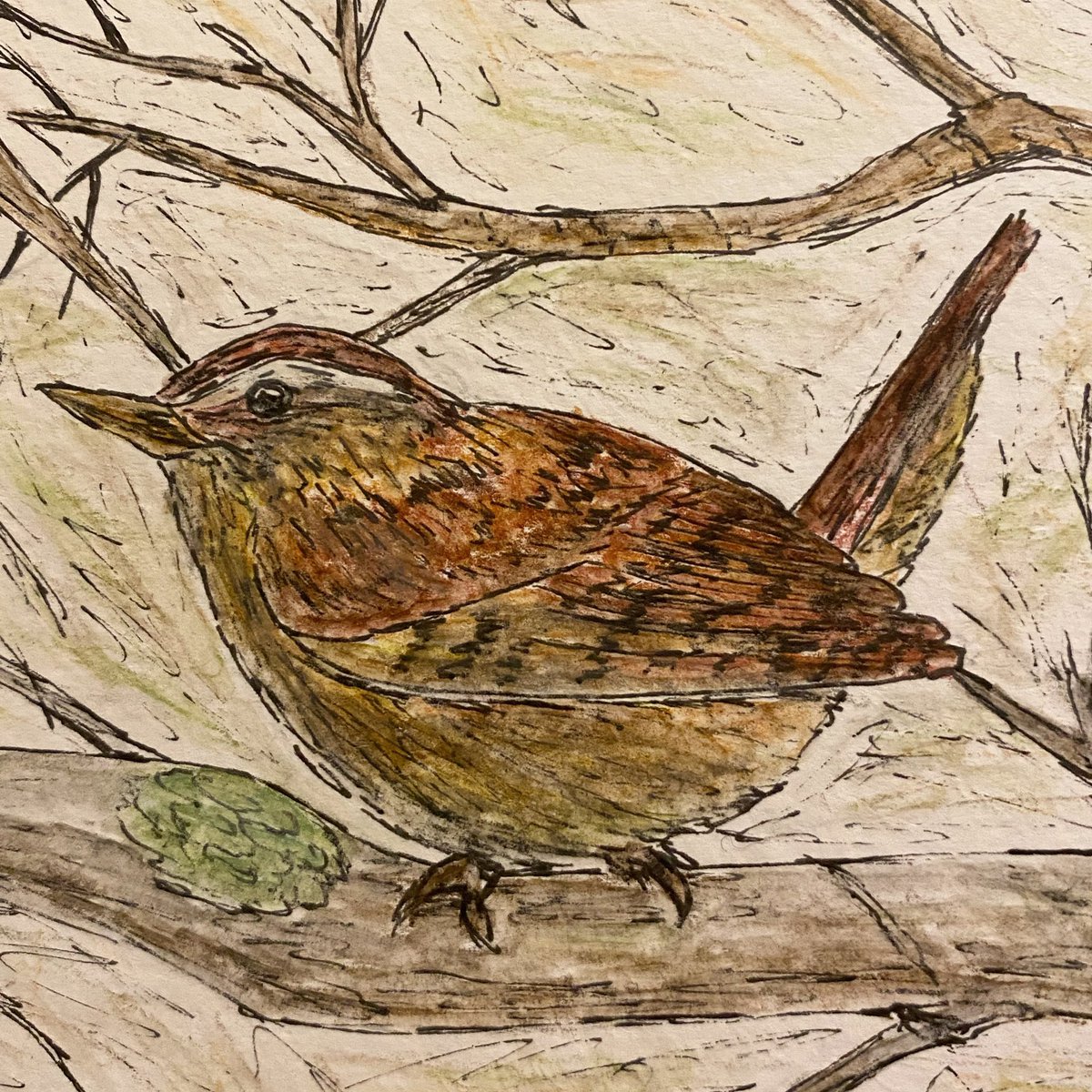 Boxing Day scribbles - little Jenny wren  in ink and watercolour pencil #birds #wren #sketch #scribble https://t.co/83bXtW2XMl