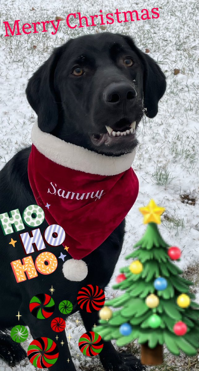 ShopDogs1's tweet photo. Hope everyone had a Merry Christmas! 
#dogs #Dogsoftwitter #dogsofinstagram #blacklab #weratedogs #dogslife #dogsoftwitter #doglovers #dogsarethebest #shopdog #fortheloveofpets https://t.co/MaQlBJ3G2C