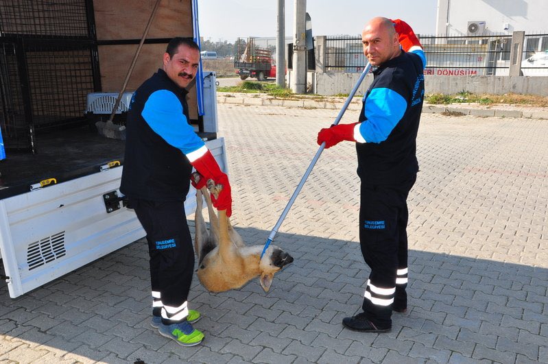 GulsinTurkcan's tweet photo. Bu nasıl bi canilik #SOKAKHAYVANLARISAHİPSİZDEĞİL https://t.co/S6x0iQF6zB