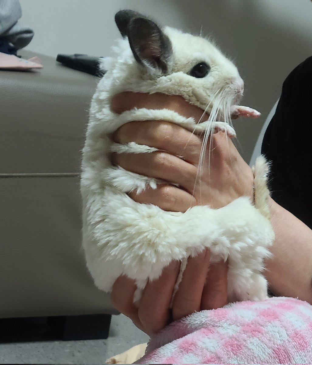 꼼짝없이 잡혀버린