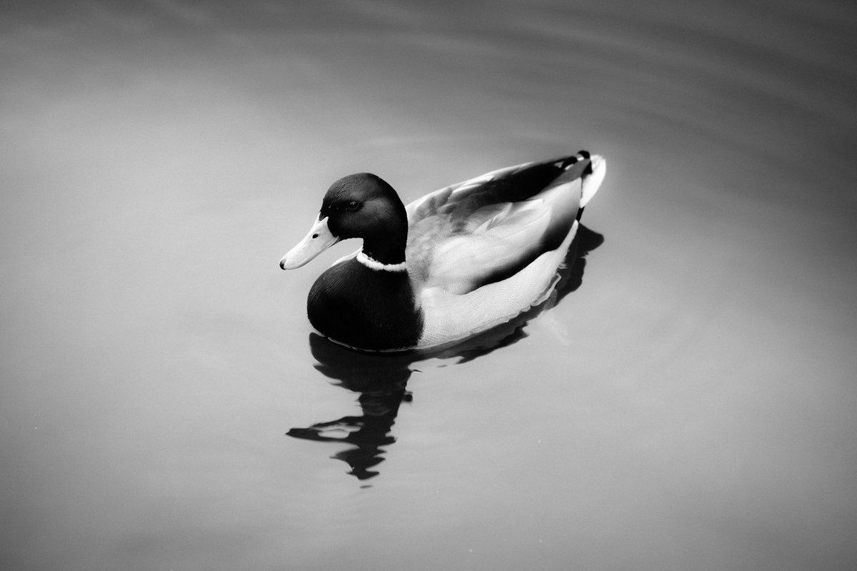 Ayup! Boxing day strolls 🖤

Allestree Park, Derby, #Derbyshire 🇬🇧

@derby_parks #Monochrome #blackandwhitephotography #fujifilm_xseries