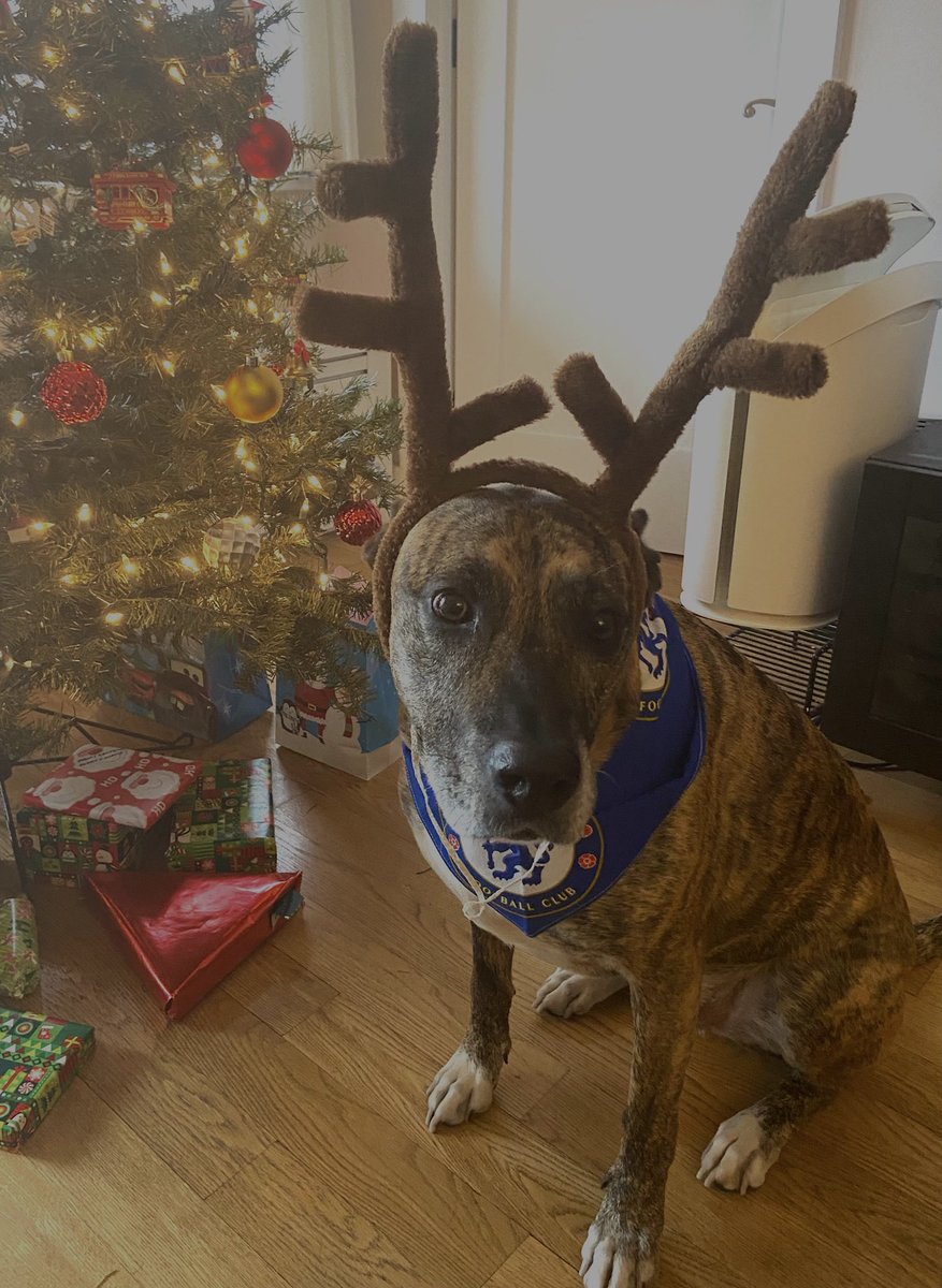 RohanChand's tweet photo. Oscar looking forward to today’s @ChelseaFC match #MyPLMorning https://t.co/ky6udwBflD