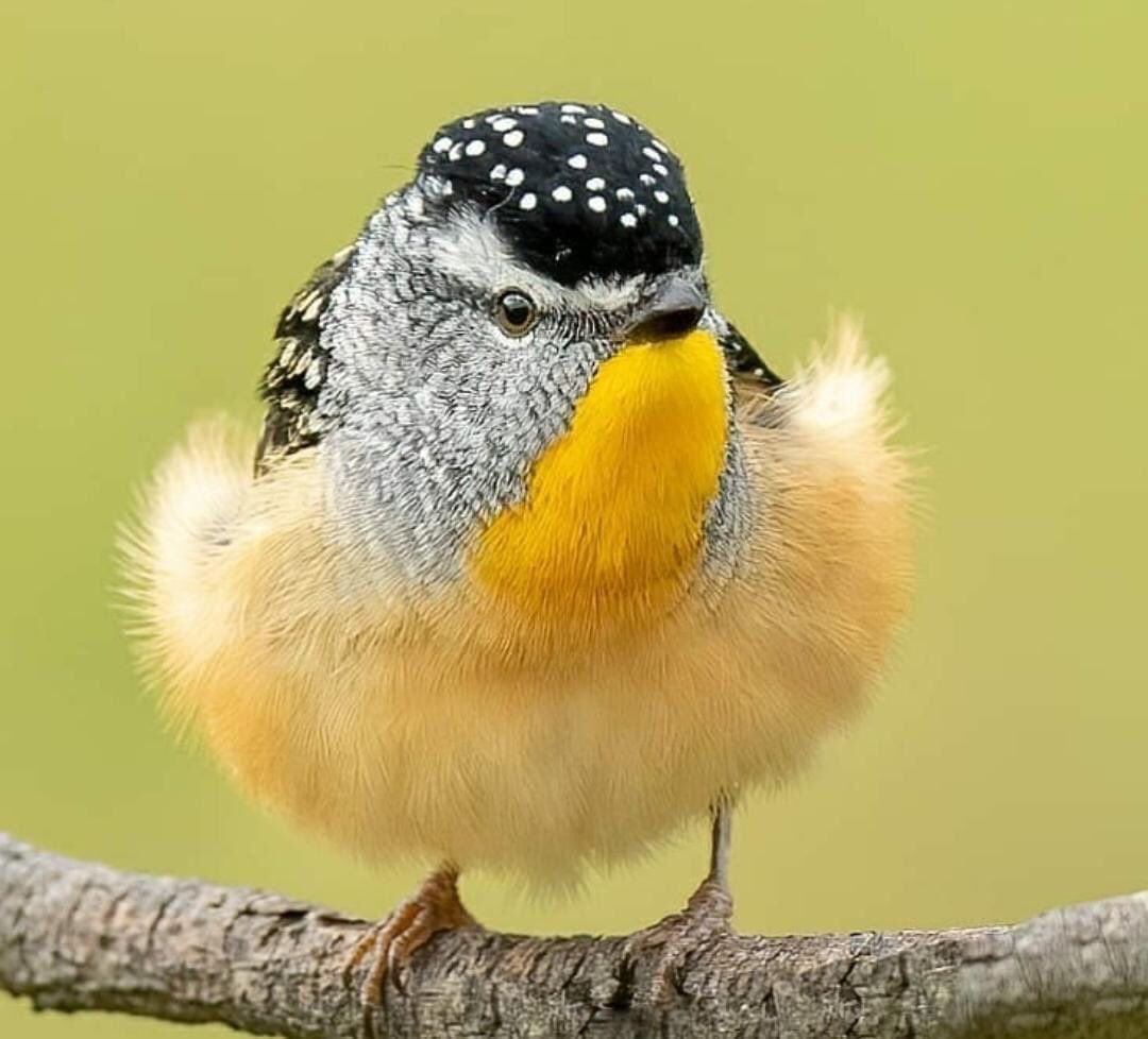 #wildlife #photography #birds