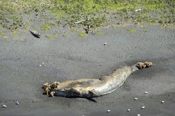 Weird_AnimaIs's tweet photo. This is no dead fish... A whale carcass dwarfs several grizzly bears that are feasting on it.

(Photo NOAA) https://t.co/phklNINZFi