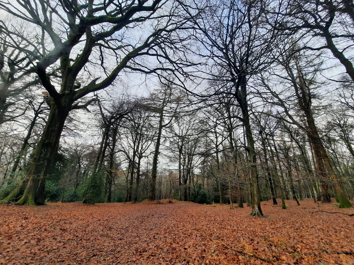 PostDee42's tweet photo. Boxing Day Stroll through the woods #ForestFeeling https://t.co/eqv5zPyPb8
