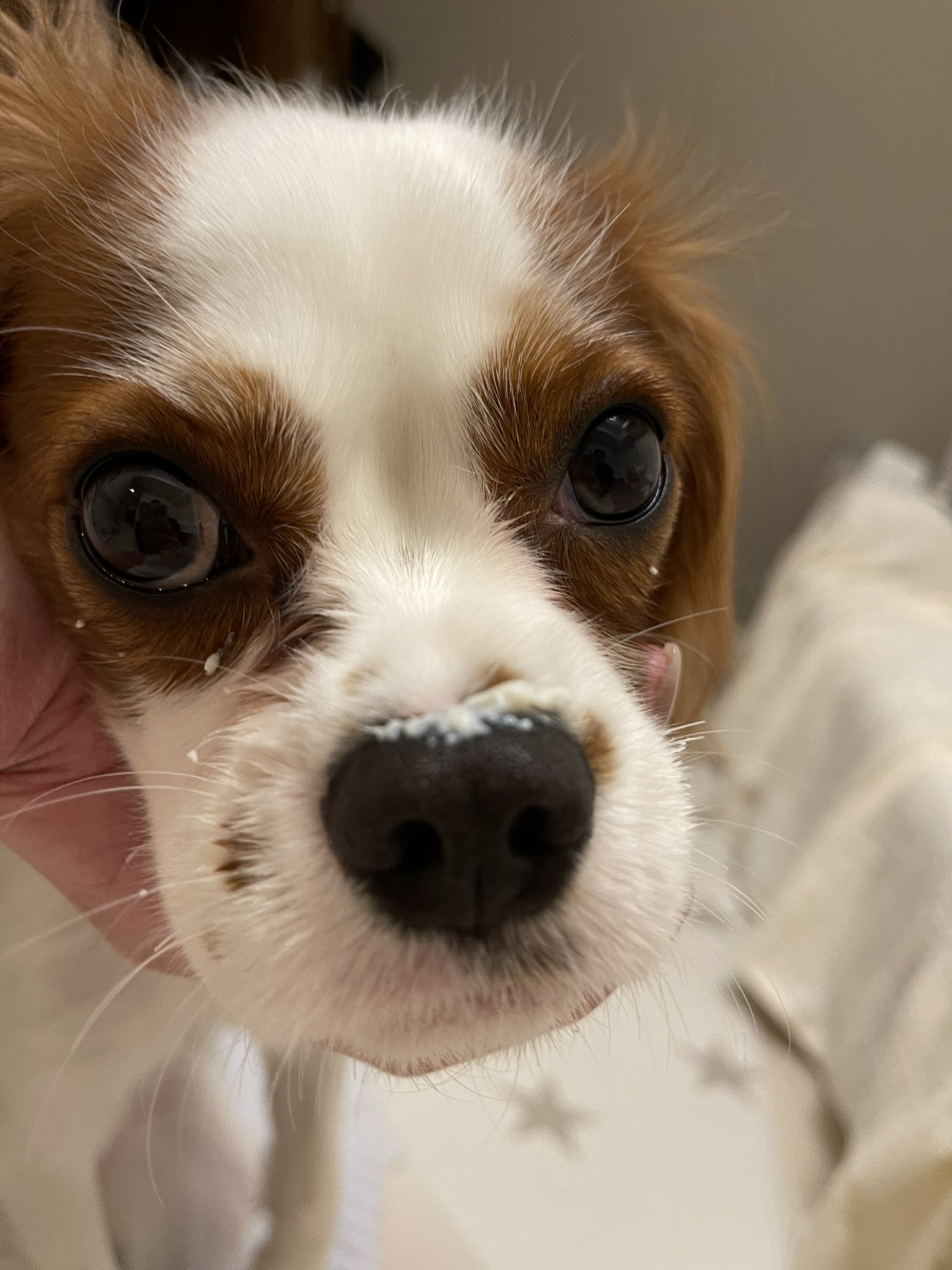 キャバリアという種類の犬 Coothecavalier Twitter