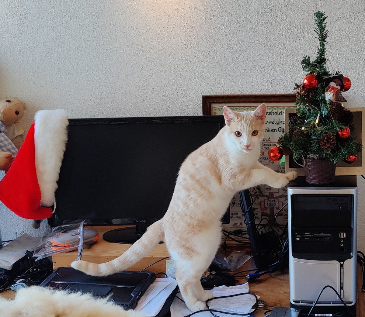 Tailcat2's tweet photo. Axel #kerst #simonstroffee https://t.co/FwYZ4oxZuJ