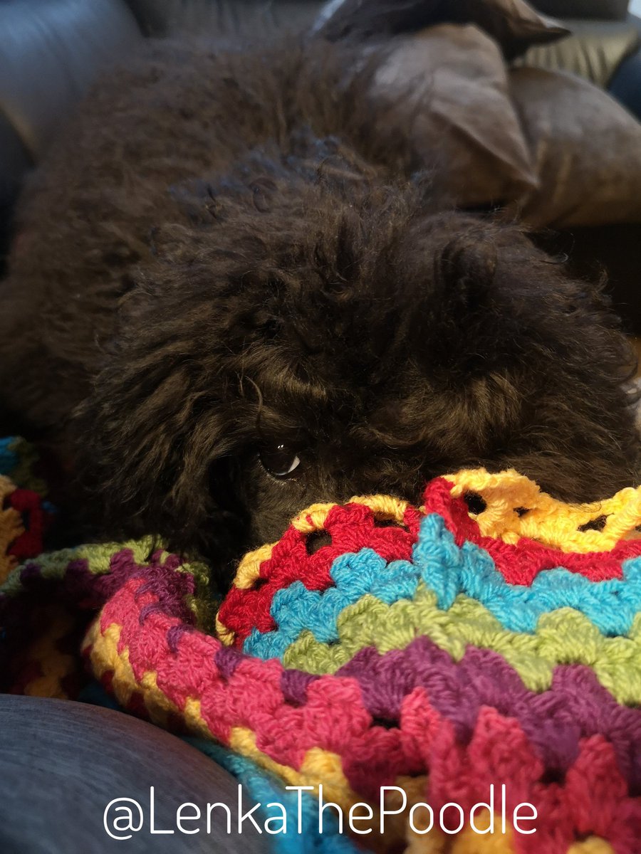 Helping ...
#StandardPoodle #Poodle #Puppy #DogsOfTwitter #Crochet