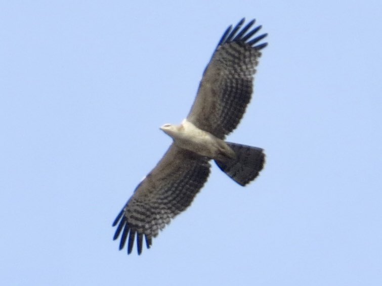 koolshark2's tweet photo. In NYC the #bluejays are the bird police, as my friend @gigi_nyc says. In Singapore, #housecrows fill a similar role of raising the alarm & mobbing when a raptor is afoot. Saw it today w/ this #orientalhoneybuzzard being chased away. https://t.co/A2S4Bif4vu