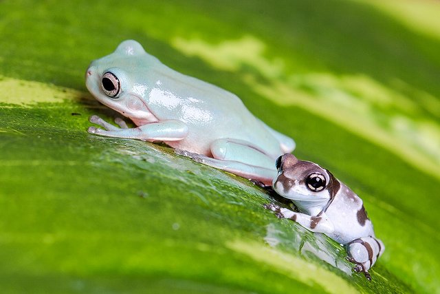 Weird_AnimaIs's tweet photo. A white tree frog and milk frog.

(Photo Reptiles Plus) https://t.co/VlkWZ8xDS6