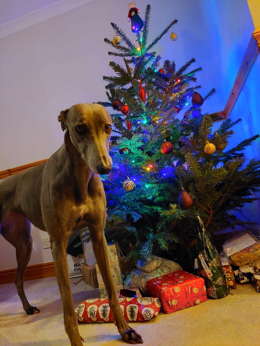 SunTrinket's tweet photo. Happy Festivities from Bluebell #houndsofchristmas #adoptdontshop https://t.co/ojRHH6wzvH