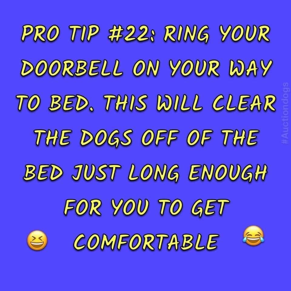 Julesk23's tweet photo. #DogHack https://t.co/ofcy8ffQFt