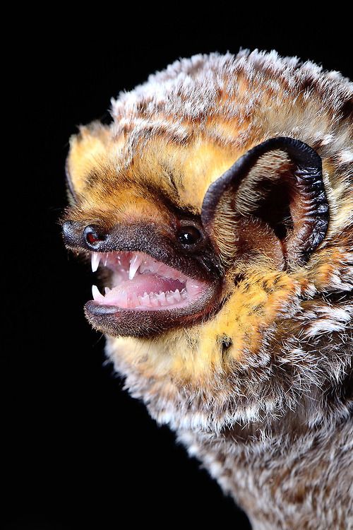 The hoary bat.

(Photo Firdaus Haque)