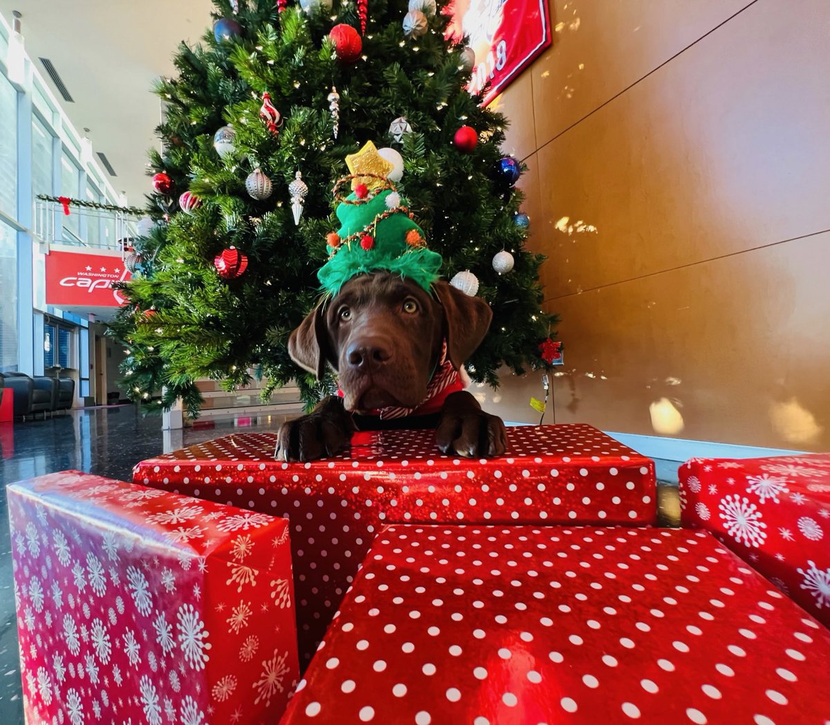 CapsPup's tweet photo. pov: ur opening presents on christmas morning and i appear https://t.co/AcAowrPdRq