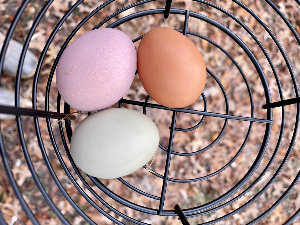 JillianMarisa's tweet photo. Our chickens sure make beautiful eggs. This pink one is a new shade for us! #MacJohnsonFarm https://t.co/8XgH1ytUIg