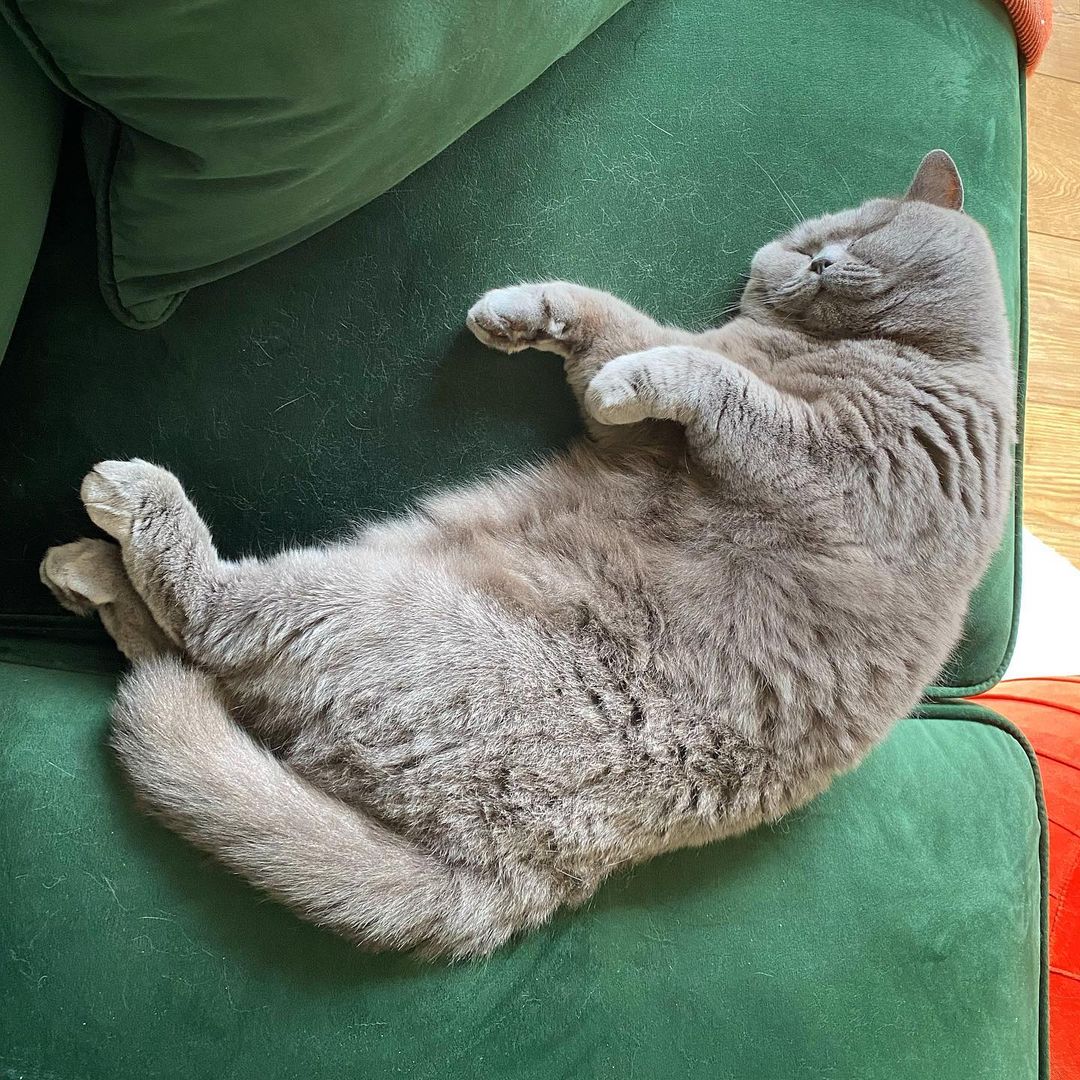 ticktocktea's tweet photo. How we're feeling after all that Christmas feasting... 😴  

@pennybritishblue 
#TickTockTea https://t.co/uco7XwtfFj