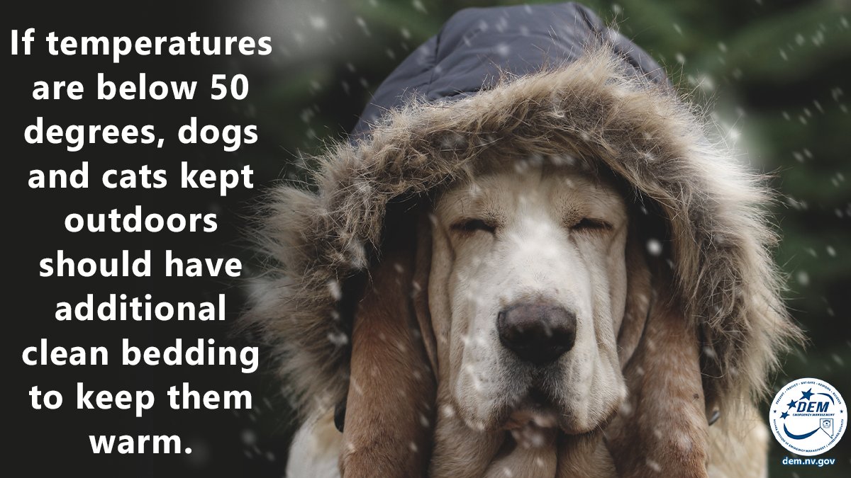 Is 50 Degrees Cold For Dogs