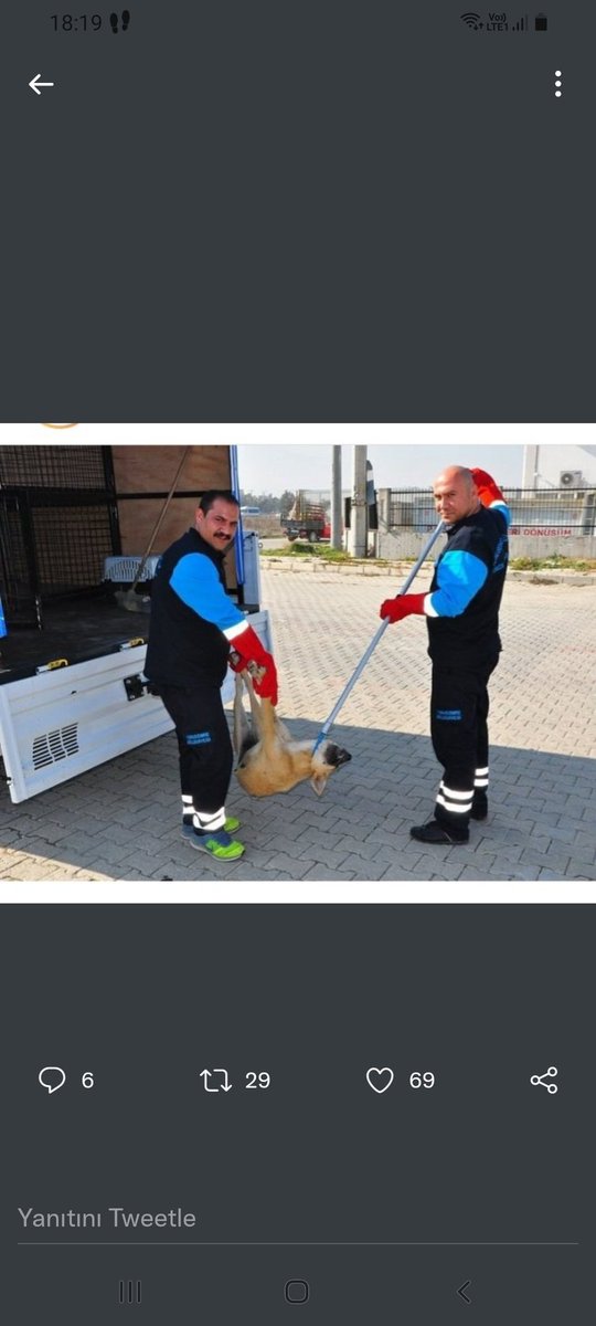 _zehrafunda's tweet photo. harbiden olay bu boyuta ne ara geldi??? peki bu canlar nereye götürüluyorlar !!!
#SokakHayvanlarıSahipsizDeğil https://t.co/DIPQrgo3QL