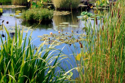 RNCREQ's tweet photo. #30ansRNCREQ. Depuis longtemps actif dans la conservation des #milieuxhumides et hydriques #MHH. Plusieurs mémoires (2012-2015-2017), participation des CRE à l’élaboration des #PRMHH, collaboration à l'org. du 1er forum sur les PRMHH en 2019. Merci @CRECQ, notre super expert😊 https://t.co/oIaMNPKCpF