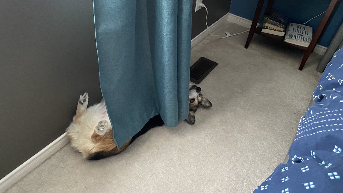 JackBeCorgi's tweet photo. #issantagoneyet #whatyoulookingat #corgi #stumplife #gtacorgis #adoptdontshop #corgisofinstagram #dogsofinstagram #corgis https://t.co/ZGhAb4447q