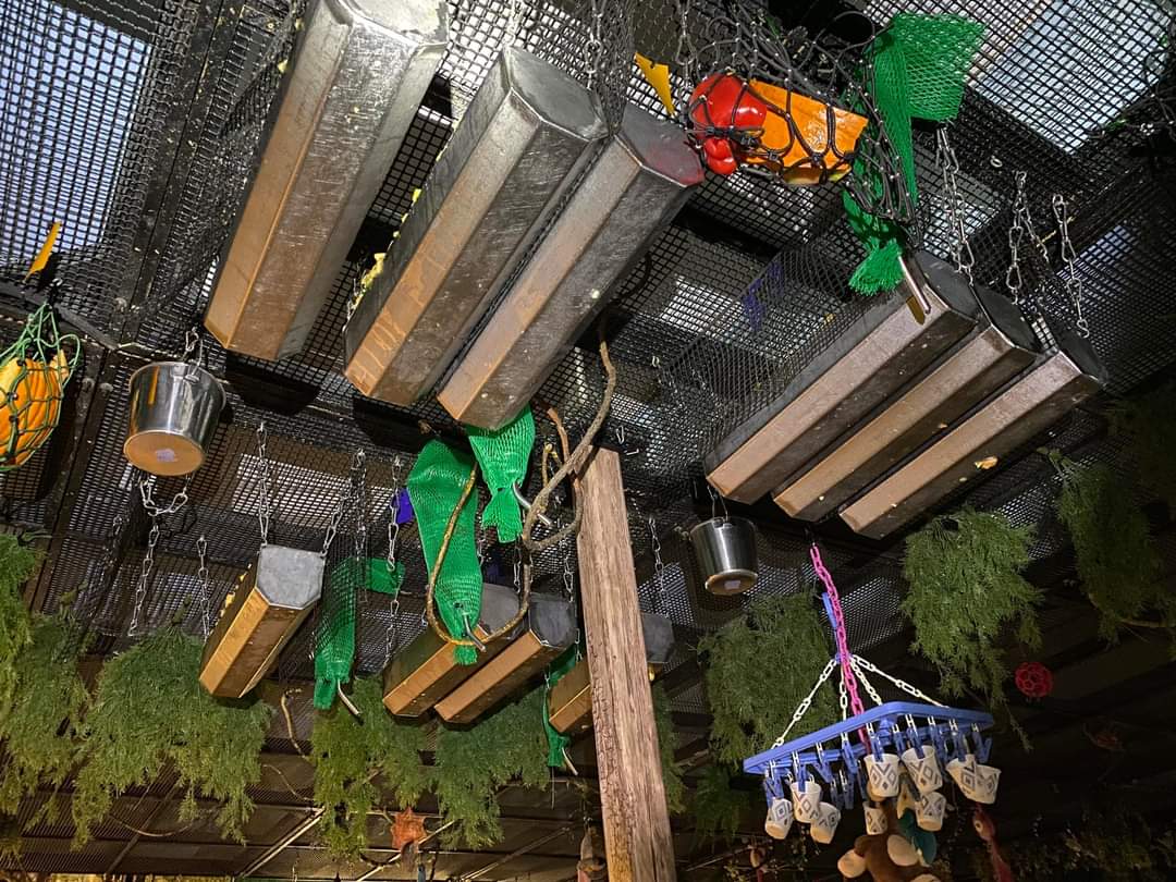 batworld's tweet photo. Fruit bats are pampered w a nutritious #plantbased diet consisting of fresh bananas, apples, lettuce, bell peppers, avocado, peaches, pumpkin, sweet potato, melon, and other seasonal fruits. Each day, staff work hard to prepare over 120 lb of fruit to keep bellies full &amp; happy! https://t.co/DpaxqDHUXU