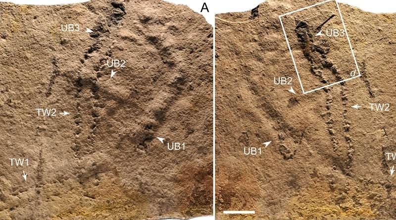 remaerdyaD's tweet image. ?What is the relative #carbonFootprint of each running #JavaApplet -- load time; display buffering; overflow ~ #carbonMicrofootprint #javasucks #log4j 

[oldest known footprint circa half a billion BCE]