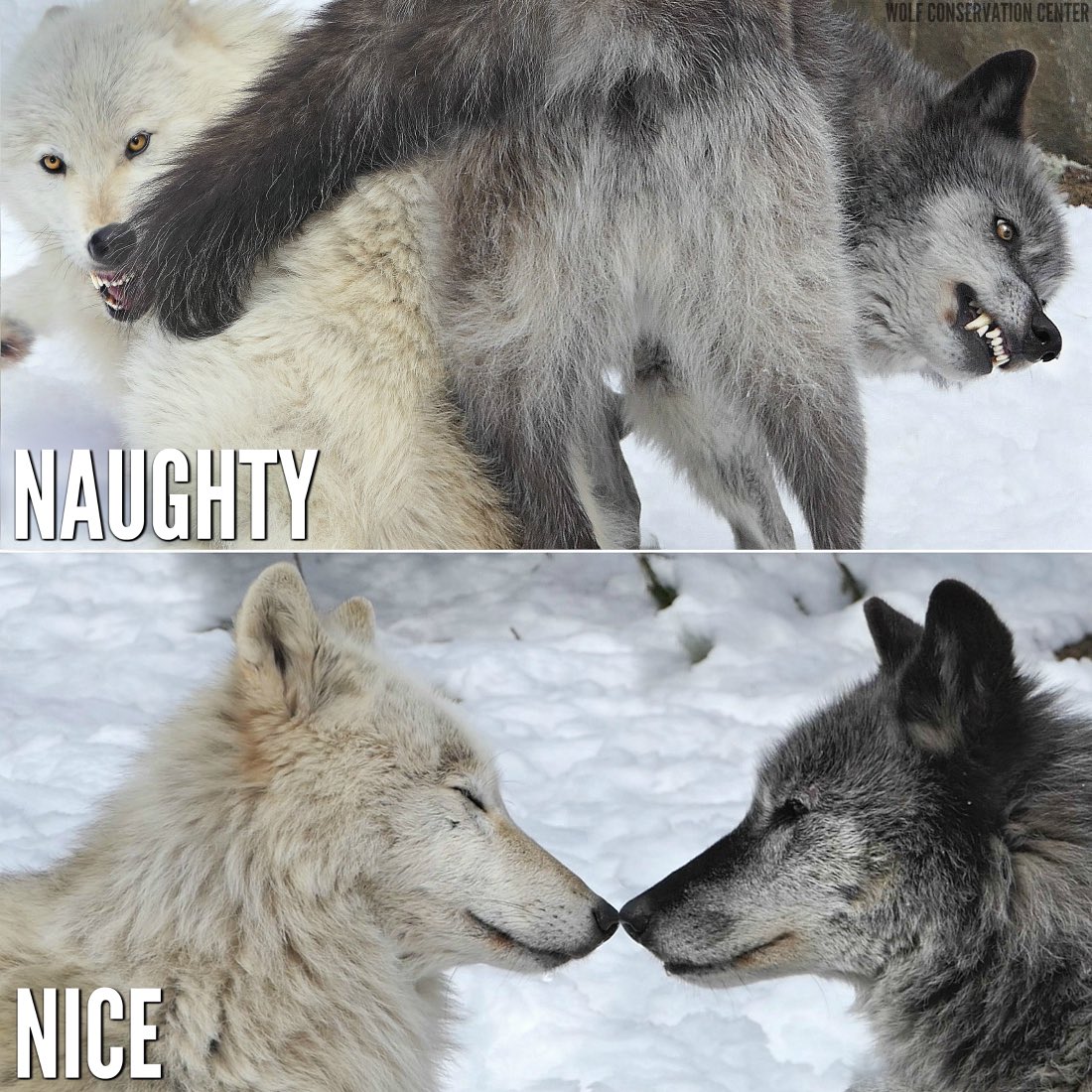 Diamondwolf1's tweet image. We take turns, you?