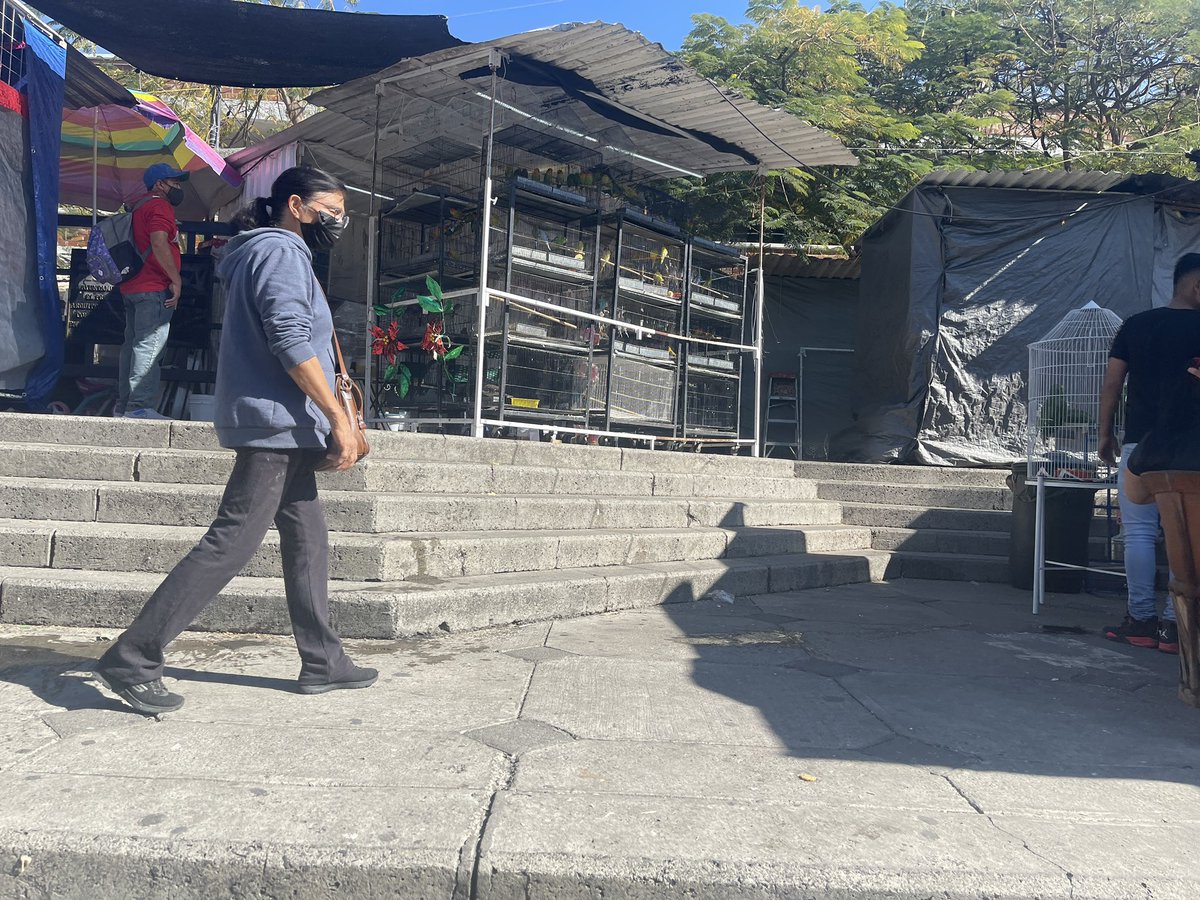 camposomar's tweet photo. Algunos reglamentos en @GuadalajaraGob son de adorno.  En el mercado San Juan de Dios, venden pájaros y como si nada. https://t.co/BGJoQWZUaS