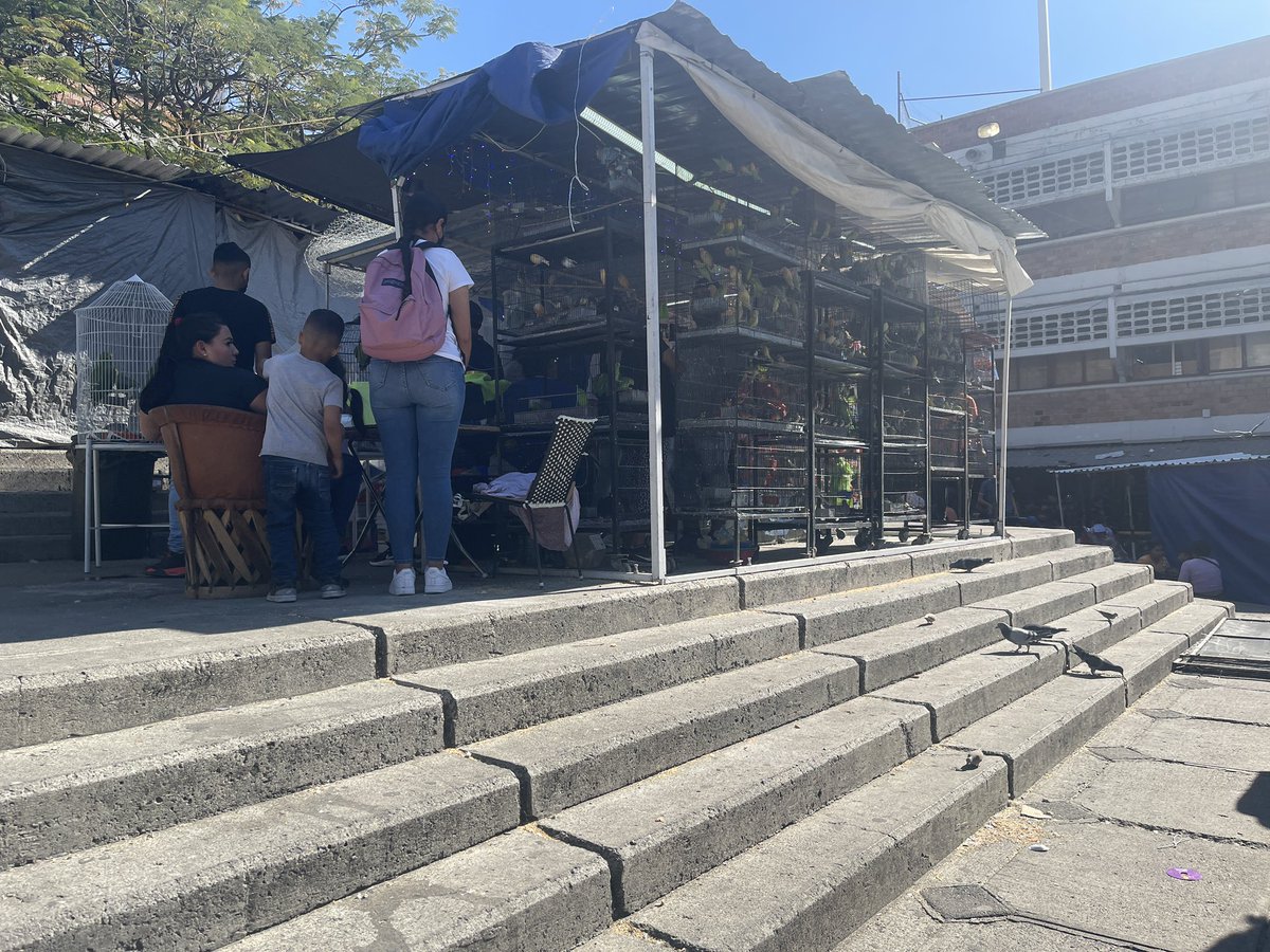 camposomar's tweet photo. Algunos reglamentos en @GuadalajaraGob son de adorno.  En el mercado San Juan de Dios, venden pájaros y como si nada. https://t.co/BGJoQWZUaS