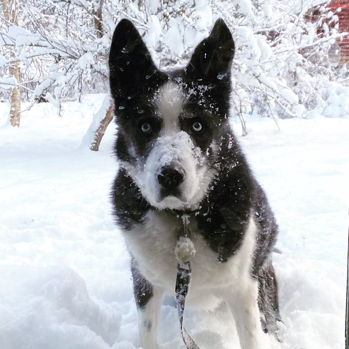 Happy white Christmas