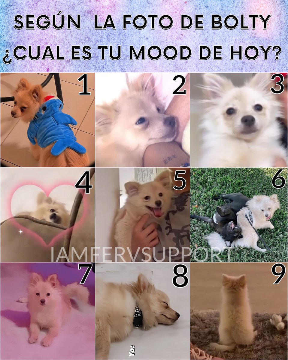 KatteyesSupport's tweet photo. 🦋 DINÁMICA 🦋
Para activarnos comenten cuál Bolty los representa el día de hoy
Rt si amas a Bolty 🐶🤍 https://t.co/DLOUC1Svlg