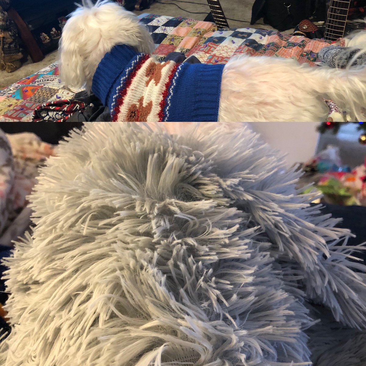 wonderdog_the's tweet photo. I got a cool sweater and a super soft blanket.
#MaddietheWonderDog, #xmasgifts, #dogsxmas, #dogsoftwitter https://t.co/0XxFX9H3jQ