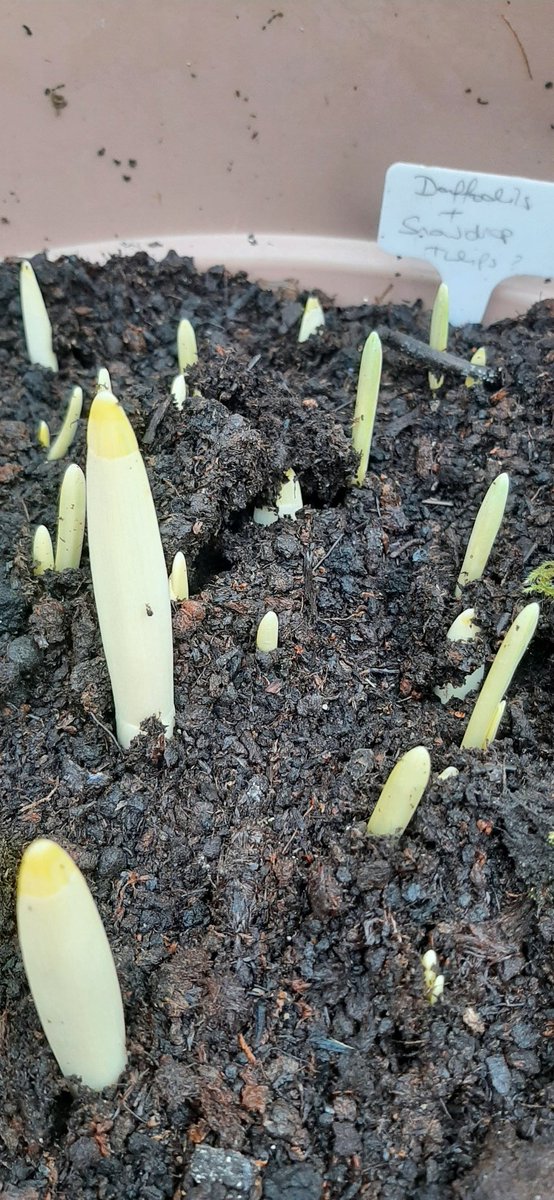 mary_herlihy's tweet photo. Out feeding the birds today & tidying up the garden. Lovely to see some colour & #newgrowth #Springbuds #december2021 #decembergarden #winterflowers #macrophotography #donegal #gardening #birds https://t.co/WhuldF7vzV