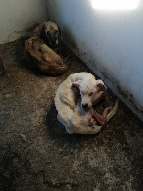 Çocuklarıma köpekler saldırmasın diyen kardeşim o köpek burada yaşasın mı istiyorsun? EMİNİM İSTEMİYORSUN. Korkmakta haklısın senin gibi GEREKTİĞİNDE biz de #barınakistiyoruzFAKAT yaşanacak ortam olsun, karınları doysun istiyoruz. Çok mu bir şey istiyoruz?